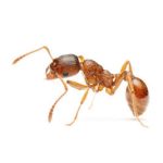 infestazione da formiche